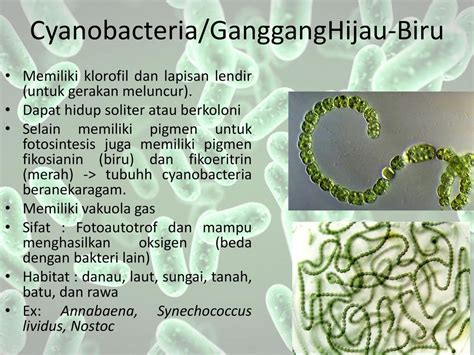 Bakteri fotoautotrof bagian bakteri untuk menginfeksi | ardra
